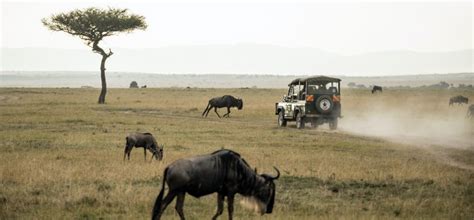 6 Things to Consider Before Going on a Safari in Cape Town – African Travel Desk