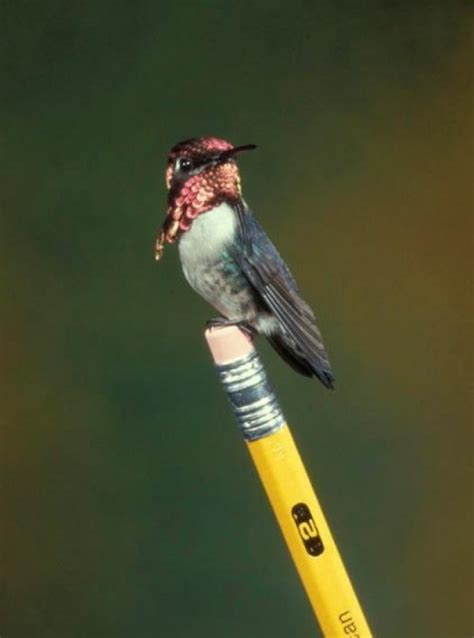 The Bee Hummingbird is the smallest bird on Earth. | Colossal