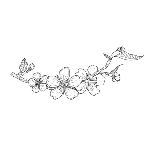 cherry blossom line art vector 7397700 Vector Art at Vecteezy