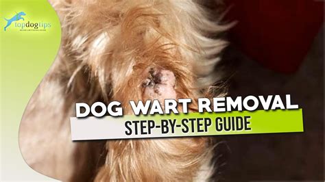 Dog Wart Removal Step by Step Guide – LittlePetsCare.com