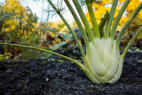 Fennel Flower » Much More Than a Bloom