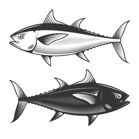 Tuna yellow fin Fish vintage drawing doodle line art illustration vector. 4917137 Vector Art at ...