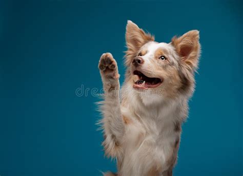 The Dog is Waving Its Paw. Red Marble on a Blue Background Stock Image - Image of border ...