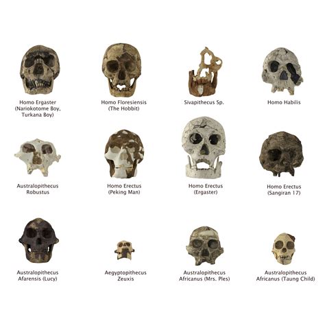 3D human skulls homo erectus - TurboSquid 1329782