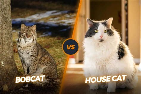 Domestic Bobcat Breed