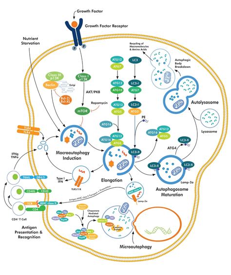 Autophagy Pathway: Novus Biologicals