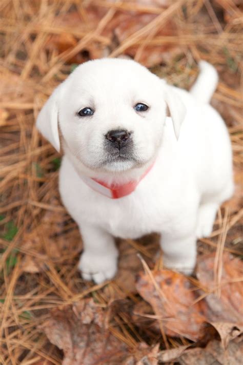 De 25+ bedste idéer inden for White labrador på Pinterest | Labradorhvalpe, Labrador hvalpe og ...