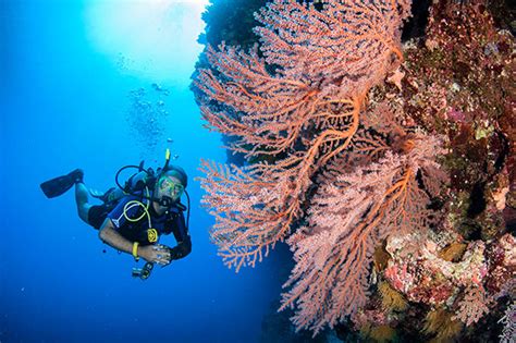 Underwater Photography Tips Diving the Great Barrier Reef Camera Settings