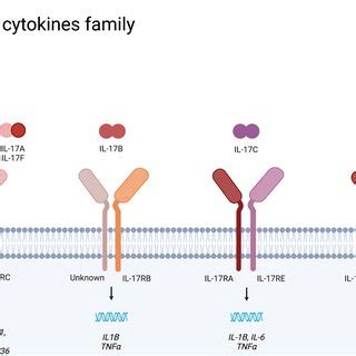 IL-17 cytokines family. The IL-17 cytokine family members signal ...