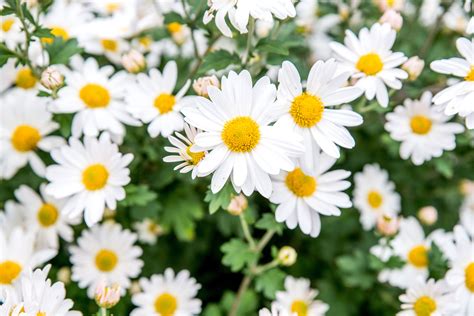 7 Species of Daisies for Your Flower Garden