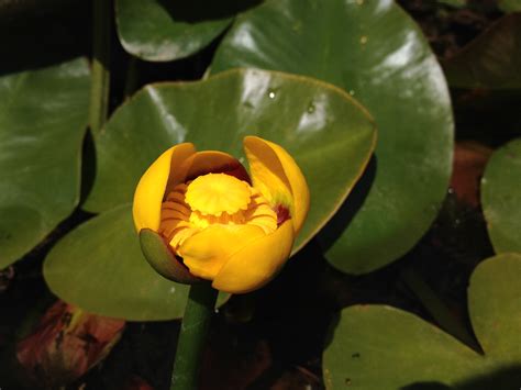 Van Ness Water Garden: Yellow Hardy Water Lilies