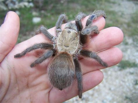 Texas Brown Tarantula - Aphonopelma hentzi - BugGuide.Net