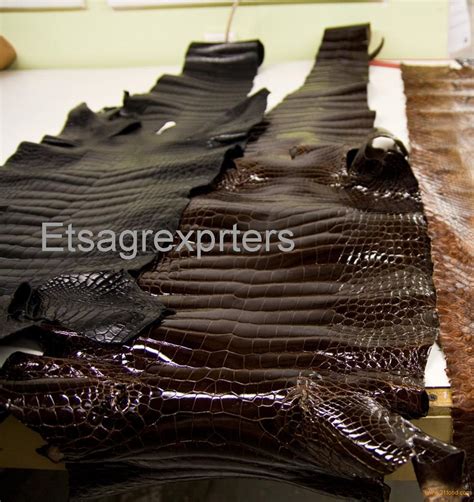 Whole Sellers Price Raw Alligator Skin,Alligator Leather products,Malaysia Whole Sellers Price ...