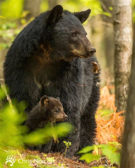 Black Bears - Great Smoky Mountains | Black bear, Bear, Animals beautiful