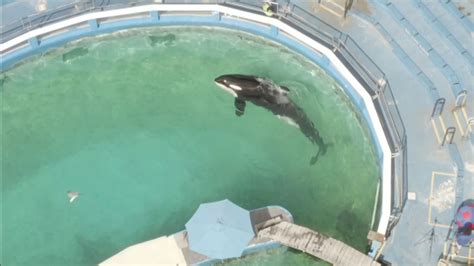 "This makes me sick to my stomach": Miami Seaquarium garners backlash after Lolita Orca ...