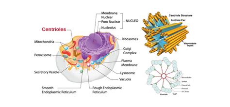 19 Amazing Centrioles Facts You Will Need in School