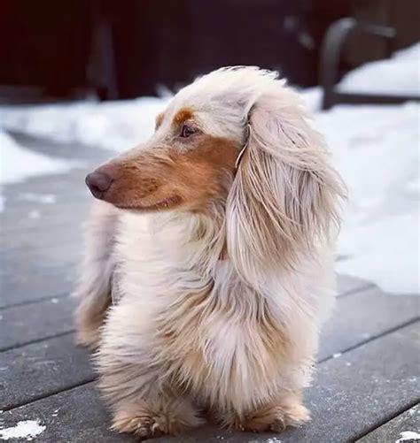 21 Dachshunds With The Most Beautiful Coat Patterns. The Last One… WOW. | The Paws