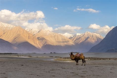 The Off-Beaten Path of the Nubra Valley - The Camping Station of Ladakh | Veena World