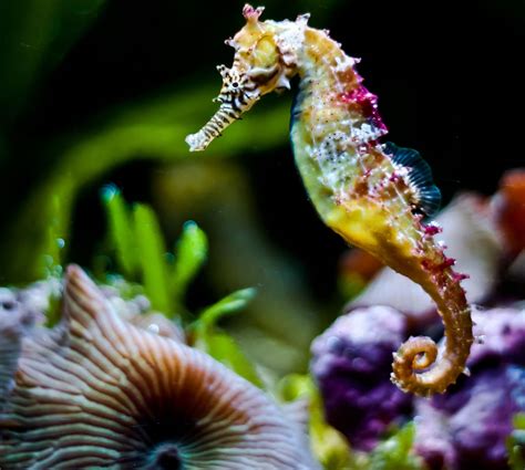 60 Spectacular Seahorses and Seadragons [PICS]