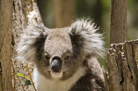 Koala Tongue Stock Photos - Free & Royalty-Free Stock Photos from Dreamstime