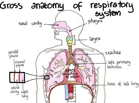 GROSS ANATOMY OF RESPIRATORY SYSTEM LUNGS: anatomy & function 1. NASAL CAVITY: anatom ...