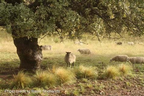 Shetland Sheep: The Ideal Breed for Your Homestead