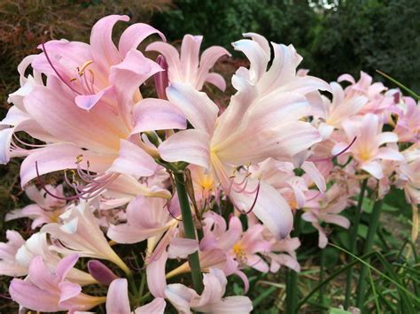 Surprise Lilies! | Garden, Plants, Lily