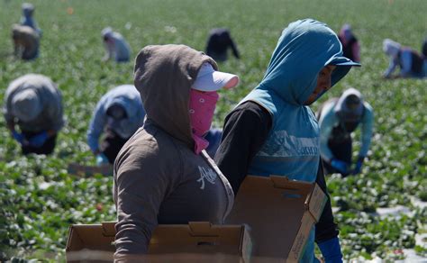 Farmworkers are risking their lives to feed a nation on lockdown | Grist