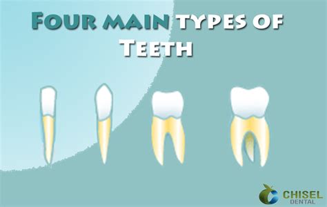 4 types teeth