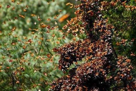 Three threats to the monarch butterfly’s winter habitat and what we can ...