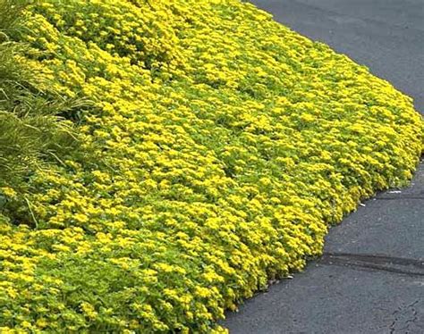 Top 11 Perennial Ground Cover Ideas for Your Yard or Garden | Ground cover plants, Perennial ...