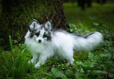 Canadian Marble Fox | Animals, Cute baby animals, Cute animals