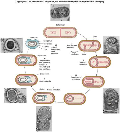 endospore formation | Sight words kindergarten, Rhetorical analysis essay, Rhetorical analysis