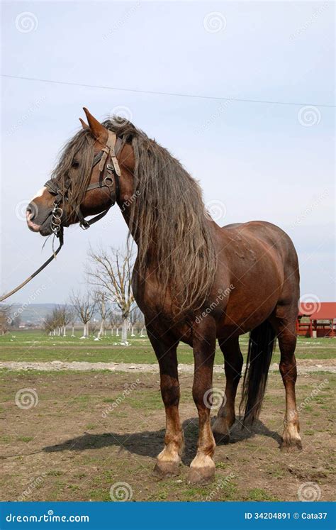 Lipizzan horses stock image. Image of romania, nature - 34204891