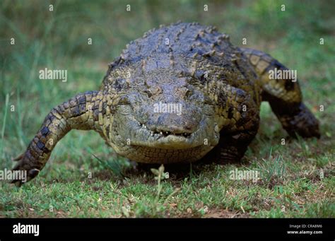 Nile Crocodile (Crocodylus niloticus), running, iSimangaliso Wetland ...