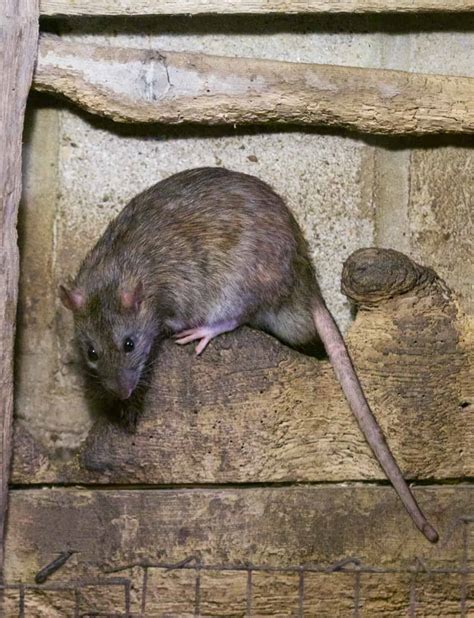 Brown Rat - British Wildlife Centre