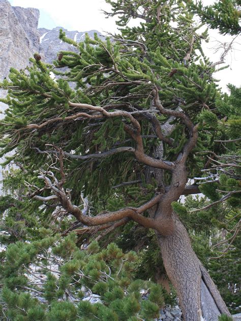 Living and Dyeing Under the Big Sky: Bristlecone Pines in Great Basin National Park