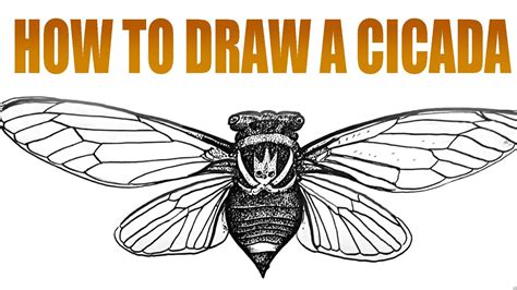 How to Draw a Cicada (intermediate)- Spoken Tutorial - YouTube