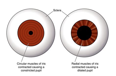 Will I Need to Have My Eyes Dilated At My Eye Exam?