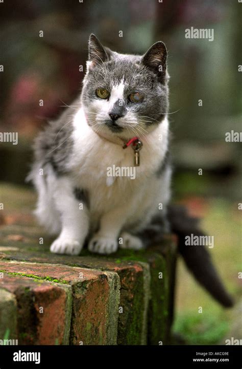 SMOKEY THE 32 YEAR OLD CAT GETS A CHECKUP AT THE CLOCKHOUSE VETINARY ...