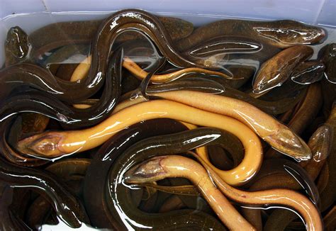 Free photo: Eels for sale - Edible, Eel, Fish - Free Download - Jooinn