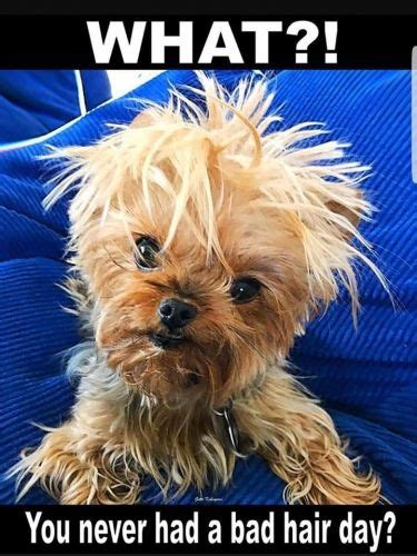 Dog has a bad hair day | Bad hair day, Funny animal memes, Yorkie