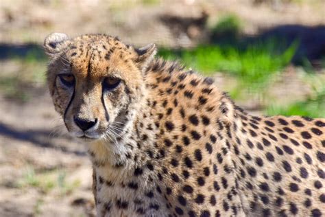 Cheetah | The Maryland Zoo