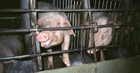 Factory Farming – Frisbie Civic Issues