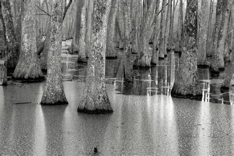 Cypress pond stock image. Image of seasons, conservation - 25442333