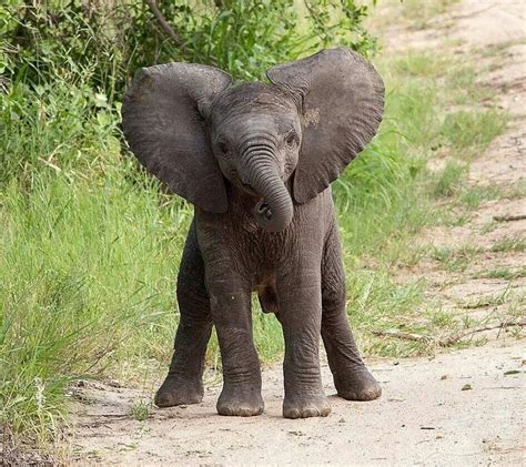 Adorable Baby Elephant