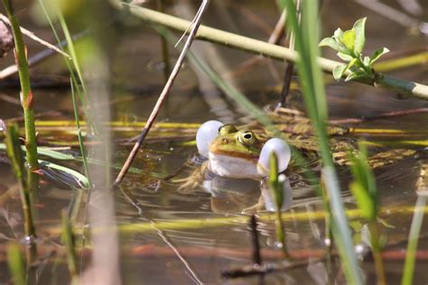 Green Frog on Lily Pad · Free Stock Photo