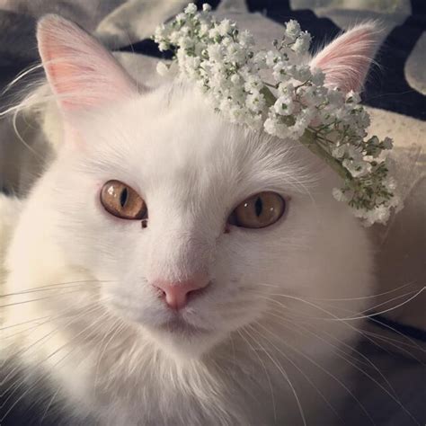 How To Make A Flower Crown For Your Cat