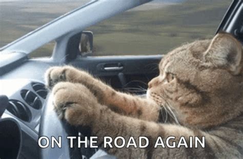 Cat On The Road Trip Again GIF | GIFDB.com