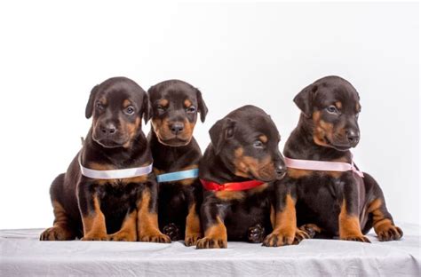 German Pinscher Puppies - Ultimate Dog World